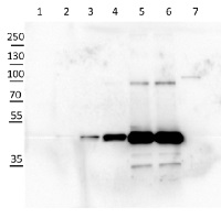 cFBPase | Cytosolic fructose-1,6-bisphosphatase (cytoplasm marker in photosynthetic tissues) in the group Antibodies Plant/Algal / Carbohydrates at Agrisera AB (Antibodies for research) (AS04 043)